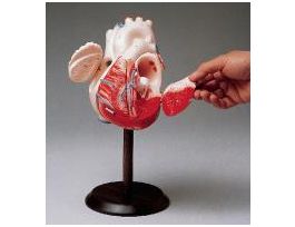 MODEL EXTERNAL-INTERNAL HEART ECONOMY