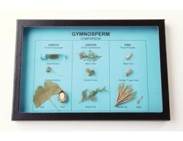 GYMNOSPERM COMPARISON RIKER MOUNT