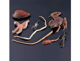 IMPORTANT ANIMAL PHYLA SURVEY SET 10