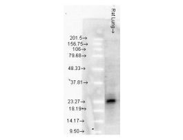 HSP25 HSP27 ANTIBODY 100UG