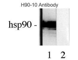 HSP90 ANTIBODY 200UG