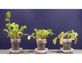 ACID RAIN: ACIDITY & PLANT GROWTH.