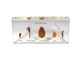 EMBEDMENT PINE LIFE HISTORY