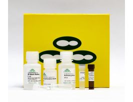 KIT EZ-DNA METHYLATION LIGHTNING 50RXNS