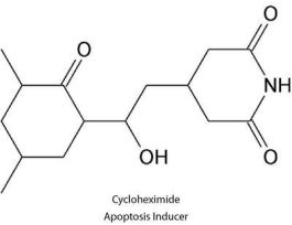 APOPTOSIS INDUC CYCLOHEXIMIDE