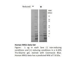 100-46-500UG HUMAN NEUREGULIN 1-BETA
