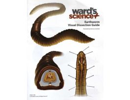 EARTHWORM VISUAL DISSECTION GUIDE EACH