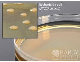 MANNITOL YEP AGAR PK10