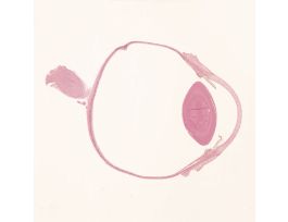 EYE-GENERAL STRUCTURE H&E (PRIMATE)