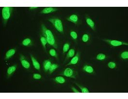 DYLIGHT488 GOAT ANTI MOUSE IGG