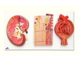 MODEL KIDNEY NEPHRONS/BLOOD VESSELS