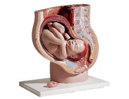 MODEL PREGNANT UTERUS SET