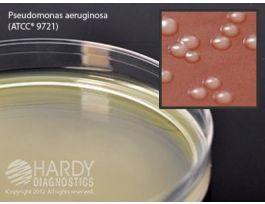 MEDIUM PSEUDOMONAS AGAR F PLTD 18ML PK10