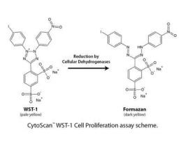 CYTOTOXICITY ASSAY WST1 500