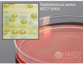 MEDIUM VOGEL/JOHNSON AGAR PLTD PK10