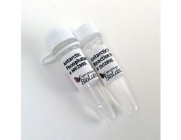 ANTARCTIC PHOSPHATASE - 5,000