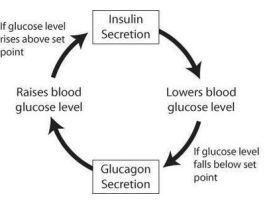 KIT HOMEOSTASIS SINGLE