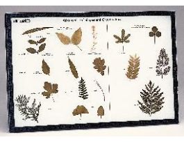 Adv. Leaf Classification Rkr Mt. EA