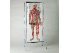 CHART THIN MAN/STAND 135 CM X 56 CM