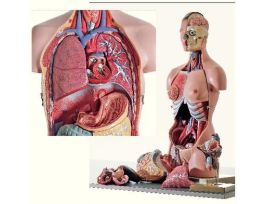 MODEL HUMAN TORSO
