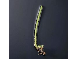 CLUB MOSS (LYCOPODIUM) PM JAR/10