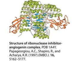 INHIBITOR RNASE BIOTECH GRADE 2KU