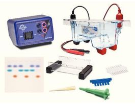DNA ELECTROPHORESIS DEMO