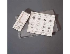 ALLIUM-MITOSIS EXPLANO-MOUNT