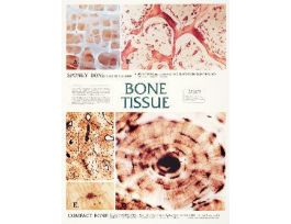 CHART WALL BONE TISSUE 46 CM X 61 CM