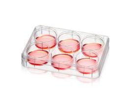 DISH 6-MULTIWELL COLLAGEN CS20