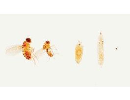 DROSOPHILA LIFE CYCLE (WM) MALE & FEMALE