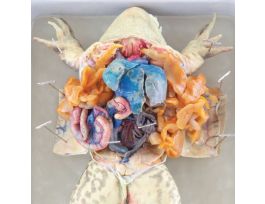 BULLFROG LG. PLN PURE SOLN PL/10