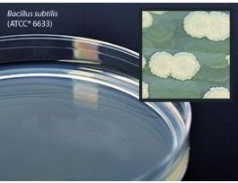 MEDIUM TRPT SOY AGAR 15X100MM PLTD CS100