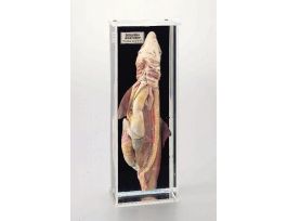 DOGFISH ANATOMY MUSEUM MOUNT