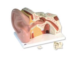 MODEL JUMBO 3PT EAR