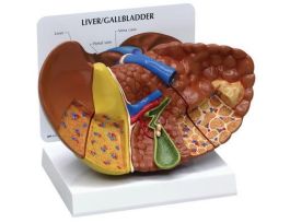 MODEL LIVER PATHOLOGIES
