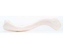 MODEL CLAVICLE