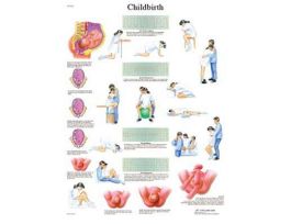 CHART CHILDBIRTH