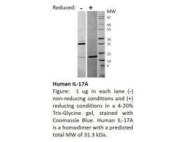 100-87-500UG HUMAN IL-17A