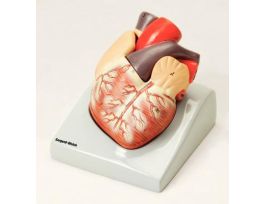 MODEL HUMAN HEART