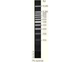 BENCHTOP DNA MARKER 300UL PROMEGA 100BP
