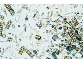 DIATOM STREW MIXED SPECIES