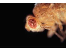 LIVE DROSOPHILA CULTURE EYELESS (EY)