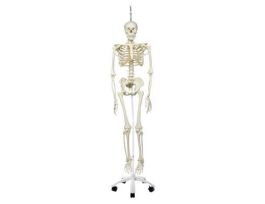 MODEL PHYSIOLOGICAL SKELETON