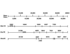 KIT GÇô RESTRICT ENZYME ANALYSIS OF DNA