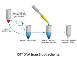 DNA GNMC FROM WH-BLOOD XIT F/125ML BLD