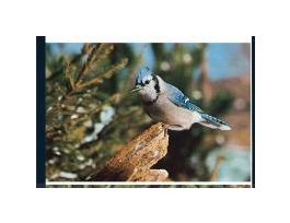 BOOKLET BIODIVERSITY AT THE BELL