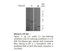 200-62AF-100UG MOUSE IL-17F (AF)