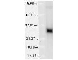 HO-1 ANTIBODY 100UG