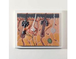 MODEL SKIN SECTION 70X